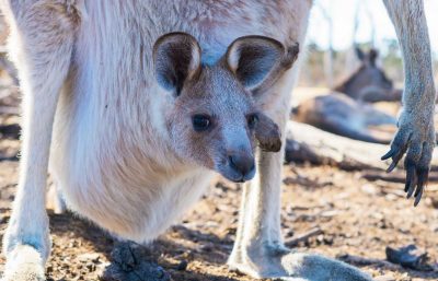 australsk tidszone - kænguru unge
