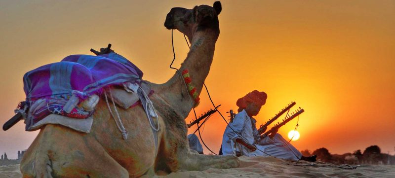 formel 1 bahrain - camel i ørken