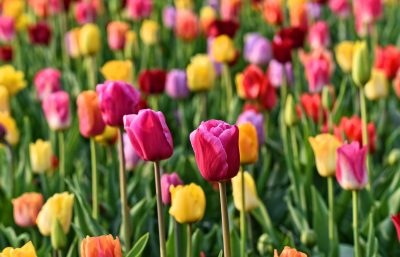 holland formel 1 tickets - blomster og tulipaner
